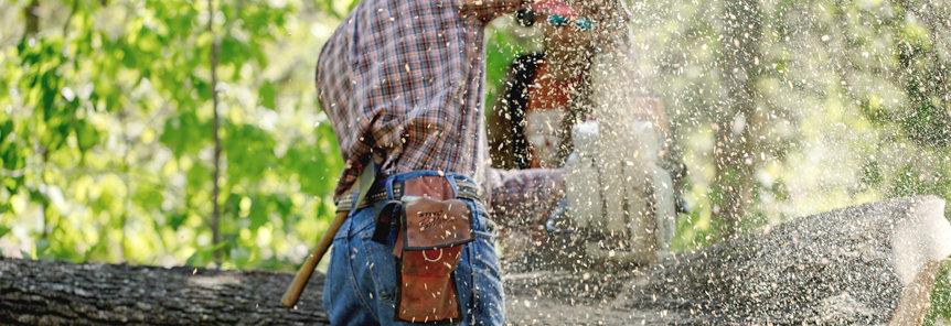 Featured image for “From Forest to Barrel: Harvesting”