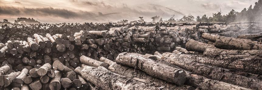 Featured image for “From Forest to Barrel: The Log Yard”