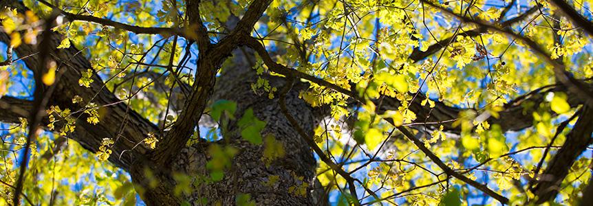 Featured Image for “Partnering with American Forests”