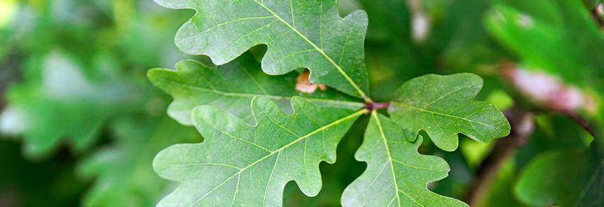 Featured image for “Promoting the Long-term Sustainability of White Oak with the White Oak Initiative”