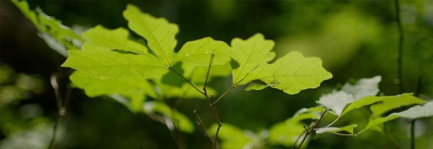 Featured image for “Missouri Woodland Steward Program”