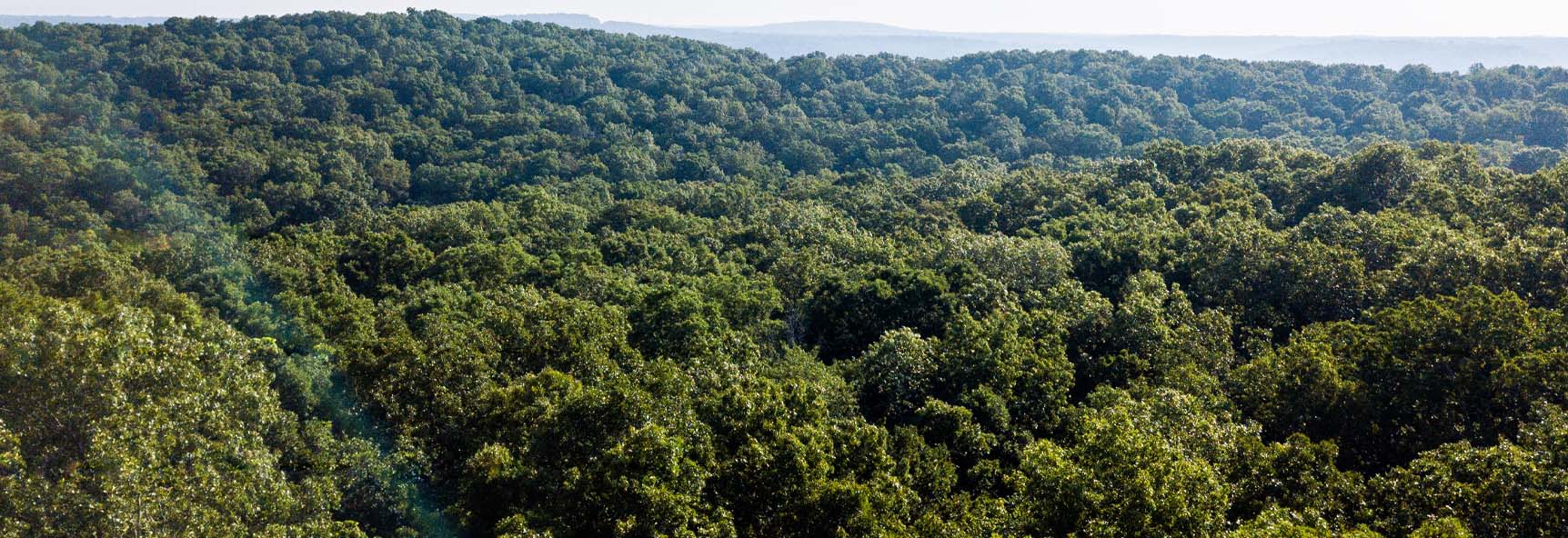 Featured image for “The Effects of Climate Change on White Oak”